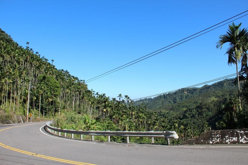滿山盡是檳榔樹